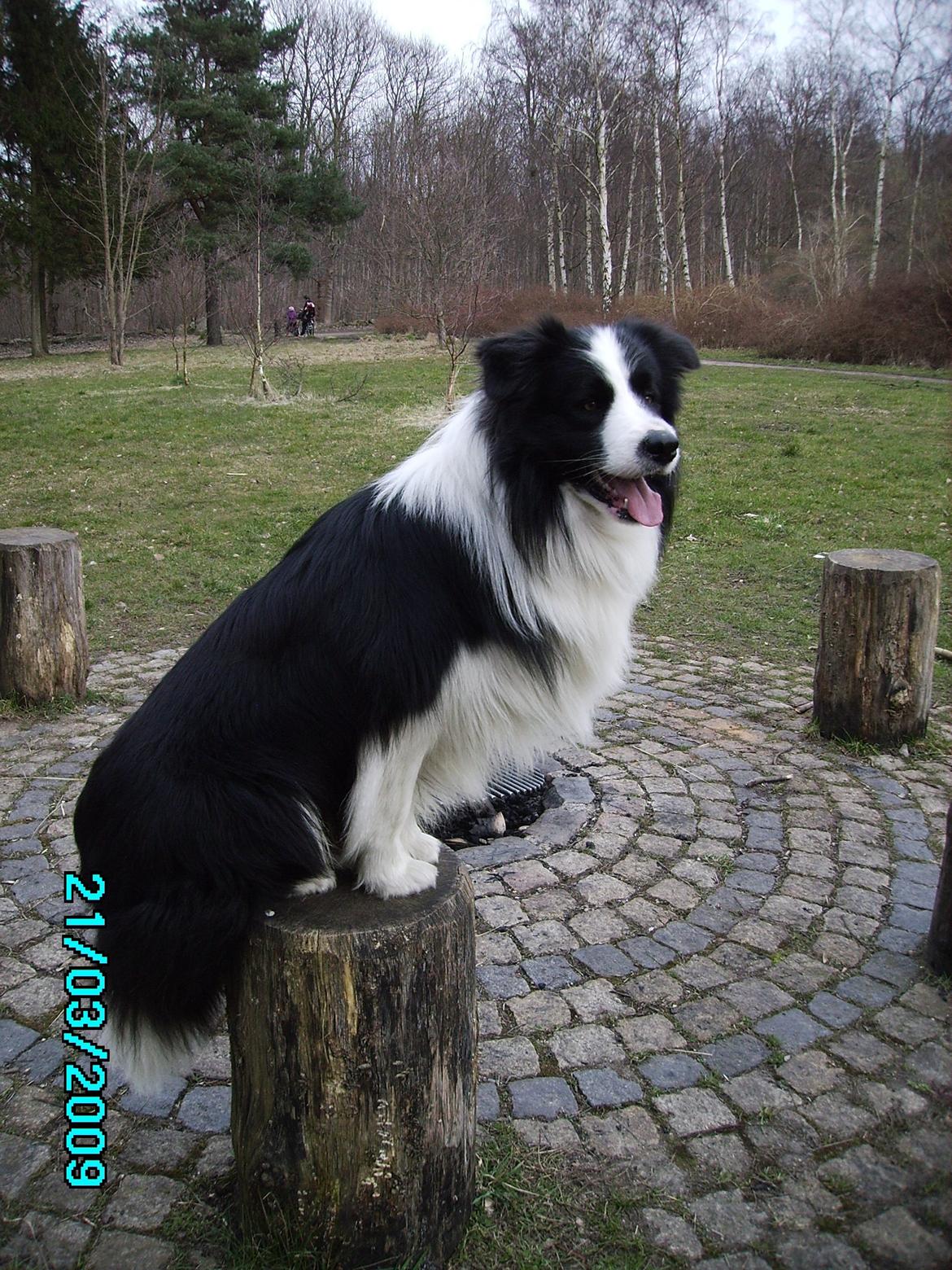 Border collie Jacki billede 4