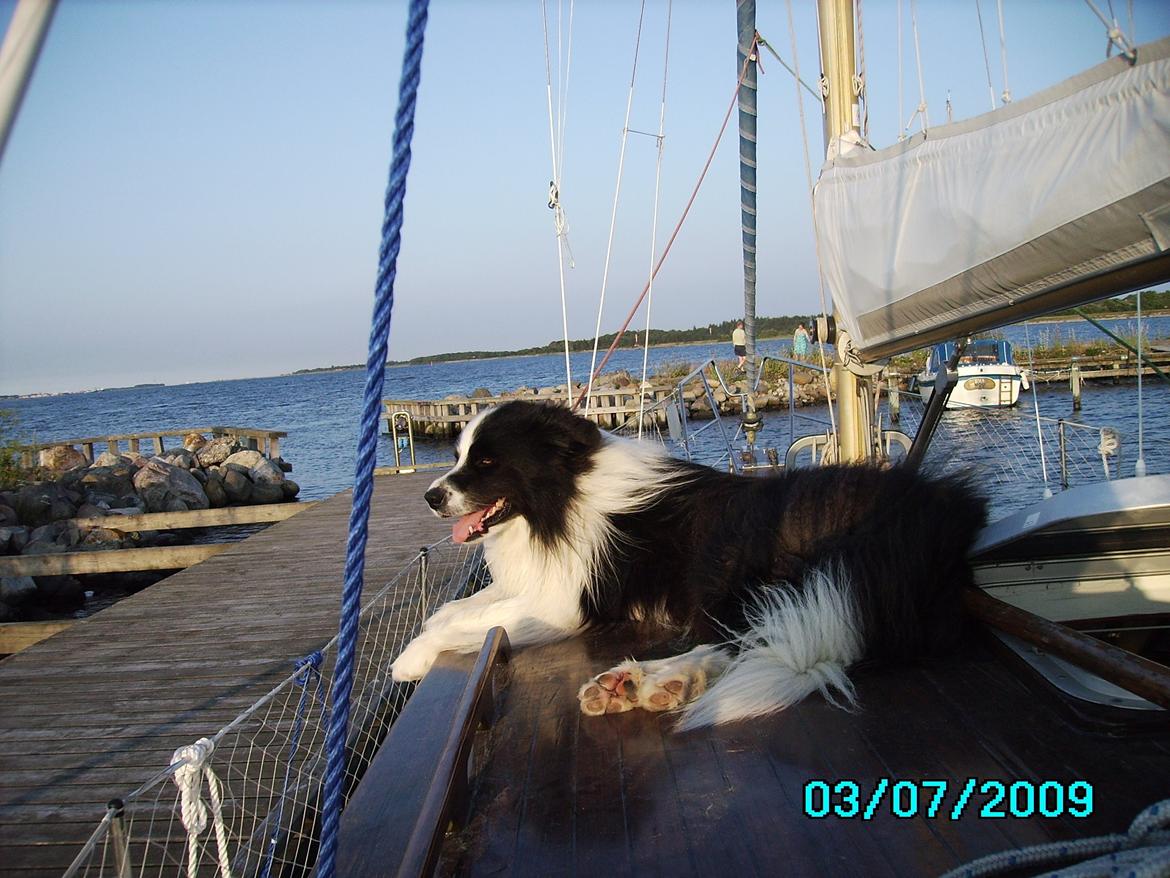 Border collie Jacki billede 5