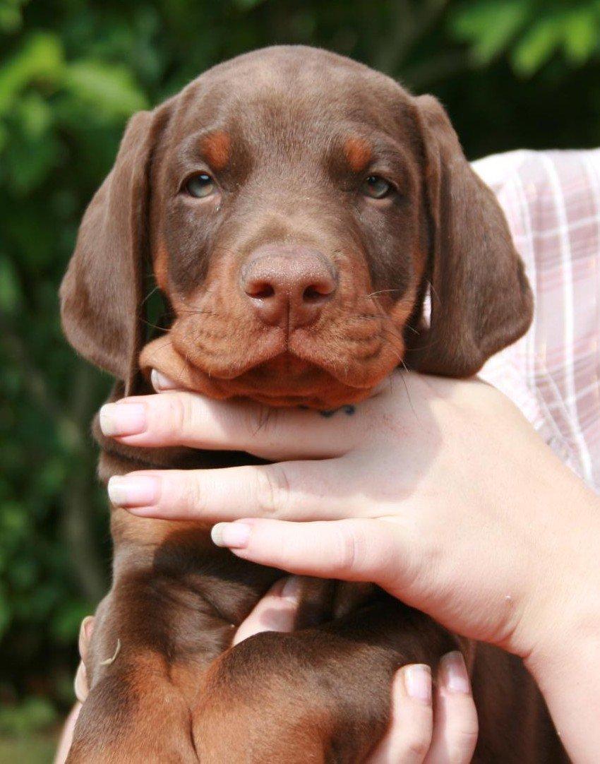 Dobermann Royal Danish Attractive Apollon billede 1