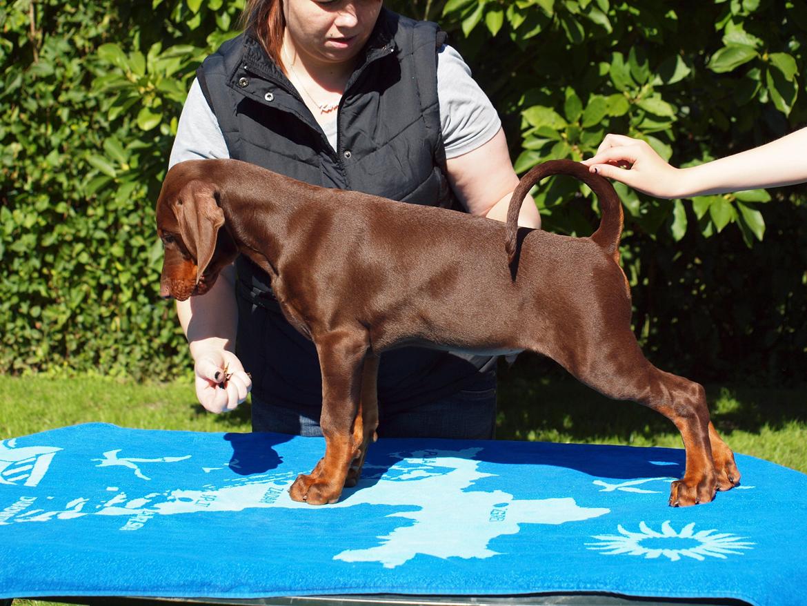 Dobermann Royal Danish Attractive Apollon billede 2