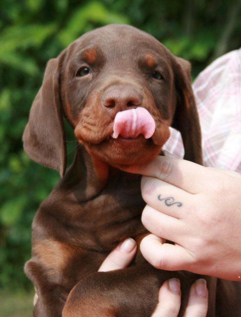 Dobermann Royal Danish Attractive Apollon billede 3