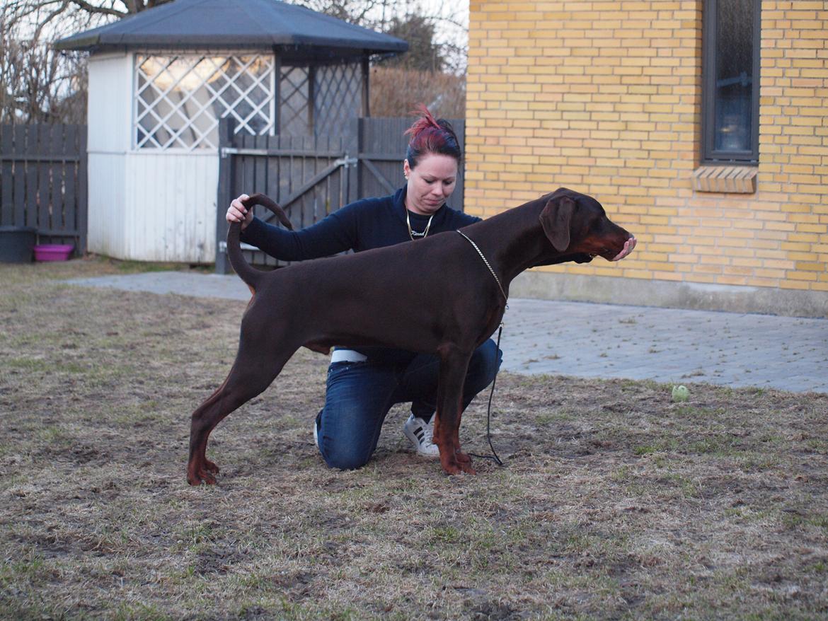 Dobermann Royal Danish Attractive Apollon billede 4