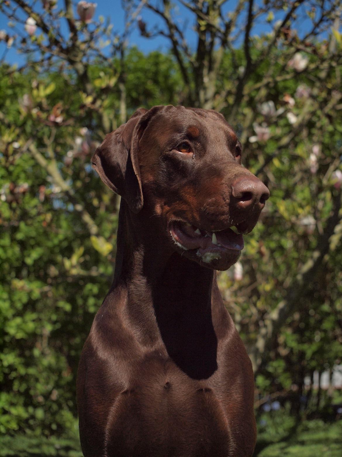 Dobermann Royal Danish Attractive Apollon billede 5