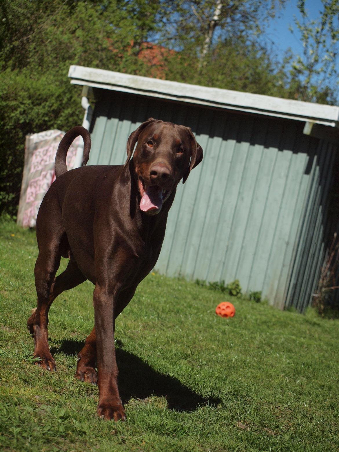 Dobermann Royal Danish Attractive Apollon billede 6