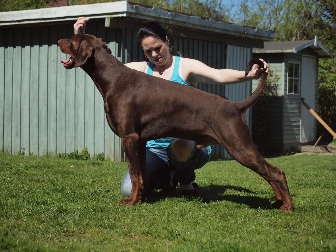 Dobermann Royal Danish Attractive Apollon billede 7