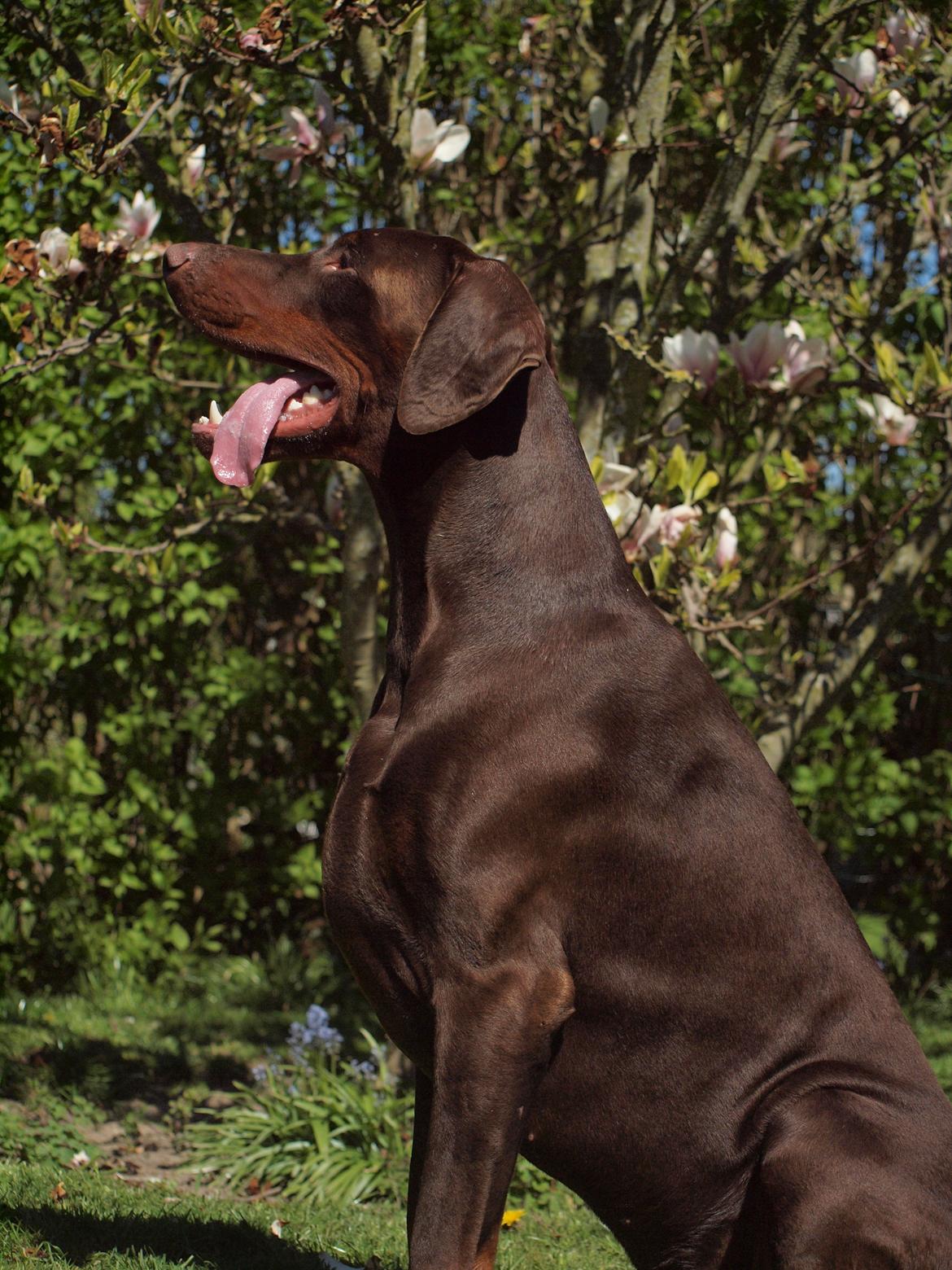 Dobermann Royal Danish Attractive Apollon billede 8