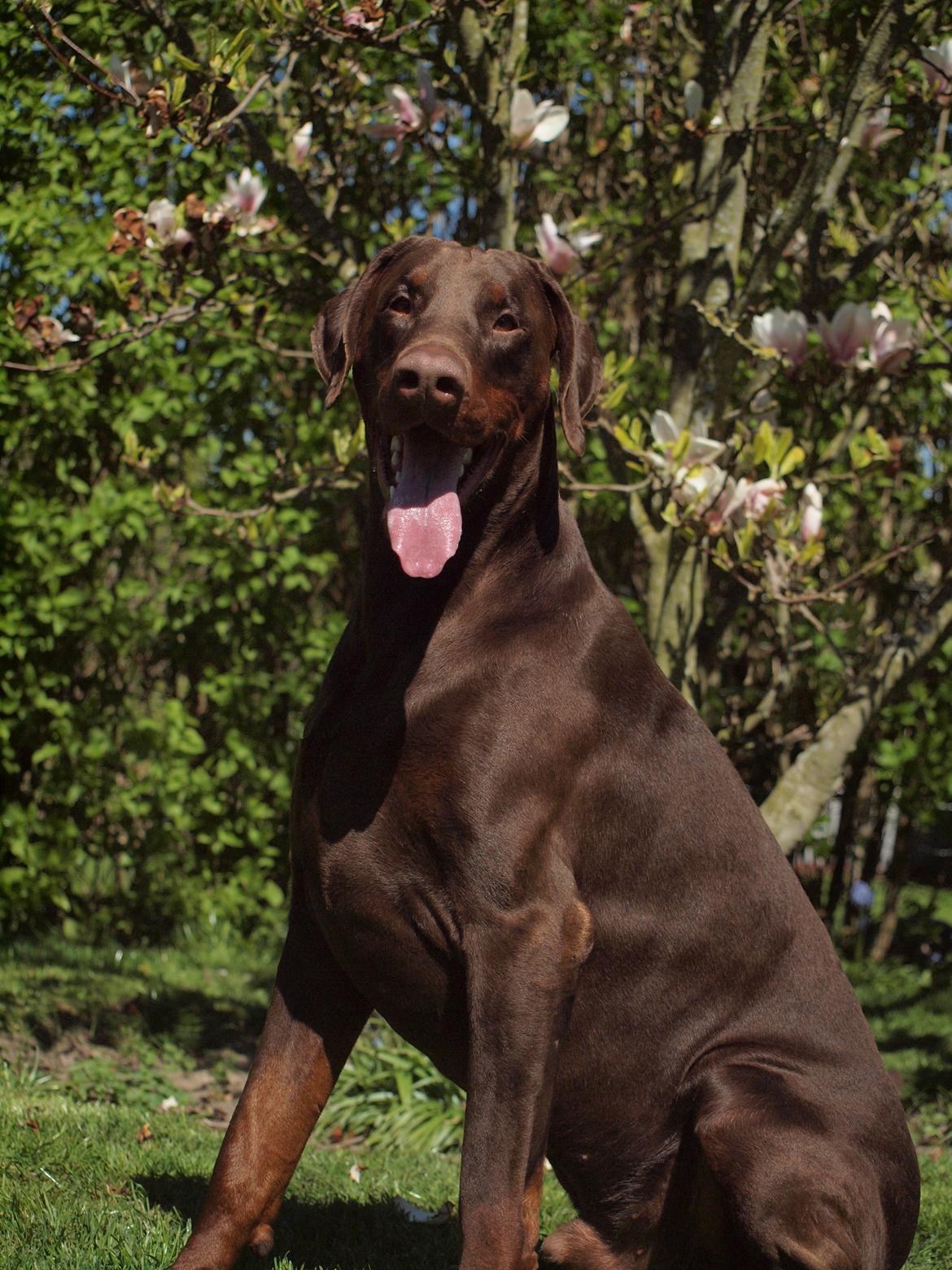 Dobermann Royal Danish Attractive Apollon billede 9