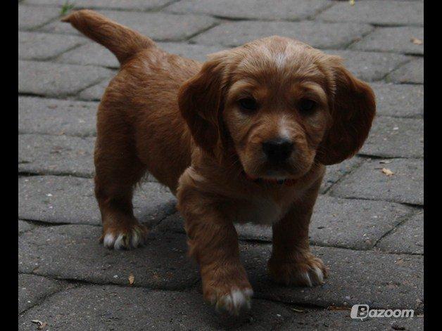 Blanding af racer Asta billede 1