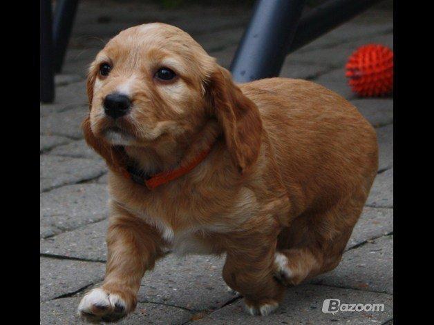 Blanding af racer Asta billede 2