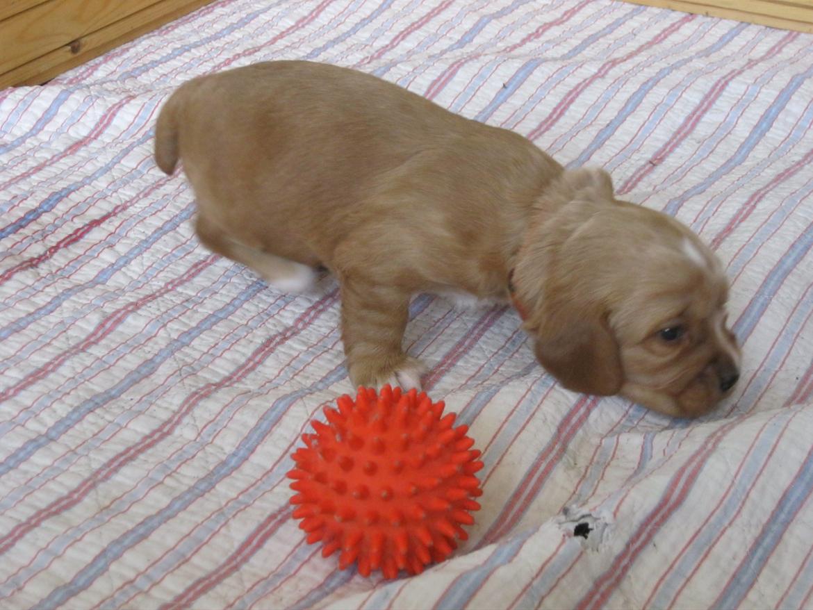 Blanding af racer Asta billede 5