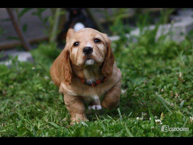 Blanding af racer Asta billede 6