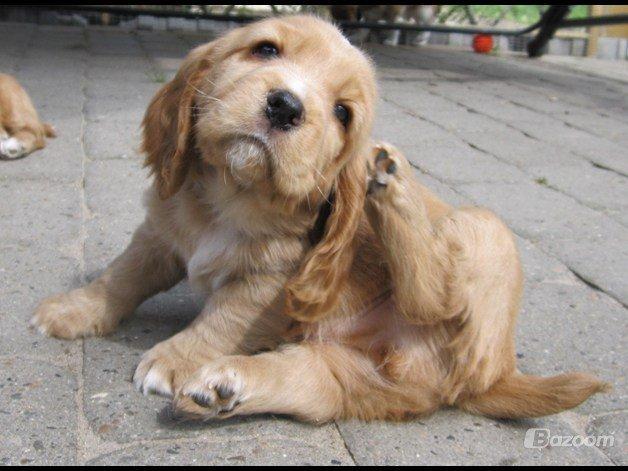 Blanding af racer Asta billede 7