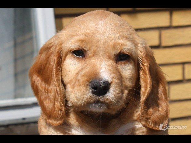 Blanding af racer Asta billede 8