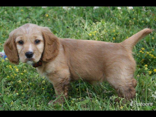 Blanding af racer Asta billede 9