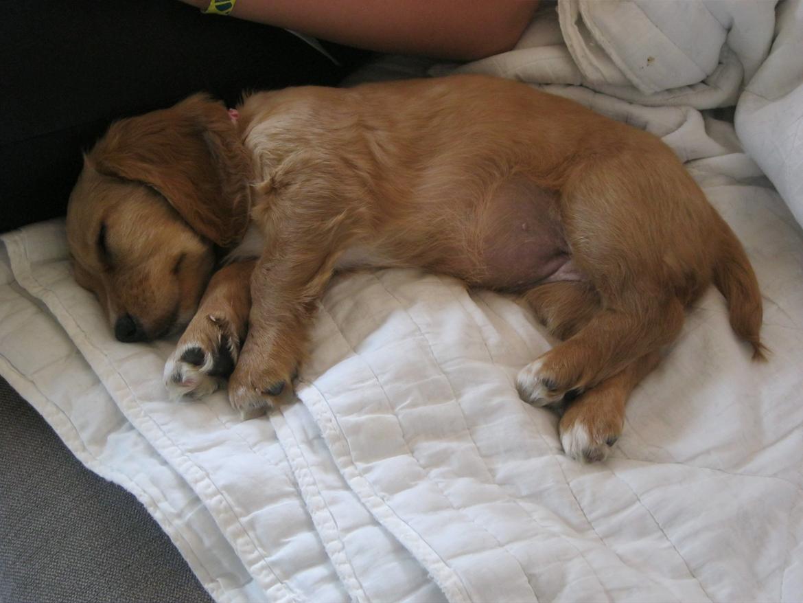 Blanding af racer Asta billede 11