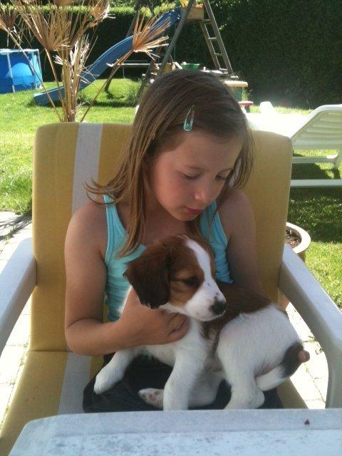 Kooikerhondje Maggie - Maria med Maggie..... Vi har har lige fået hende hjem billede 1