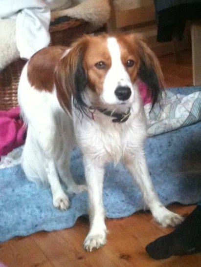 Kooikerhondje Maggie - "uuuha det var uhyggeligt" ;) billede 4