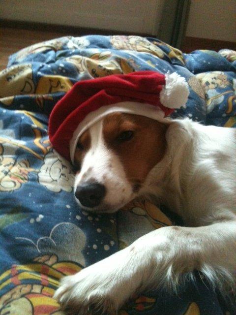 Kooikerhondje Maggie - Skal vi ik snart have gaver !! billede 5