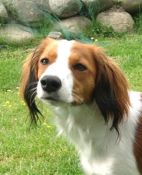 Kooikerhondje Maggie - Er det nu vi skal ud at gå tur??? billede 6