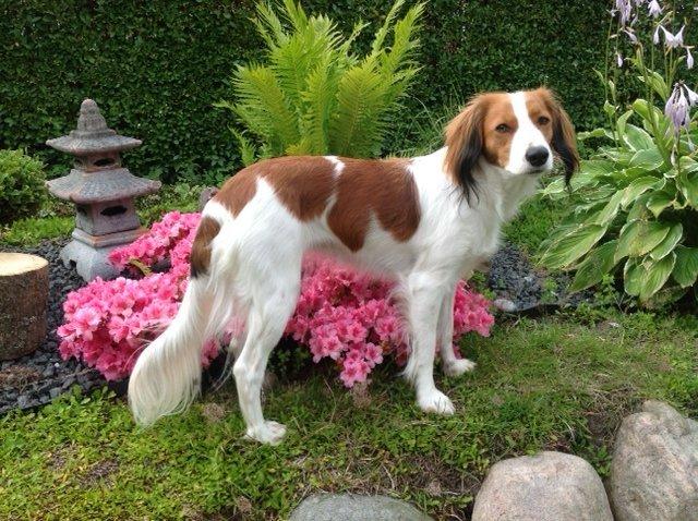 Kooikerhondje Maggie - Det er ret hårdt at være supermodel.... billede 3