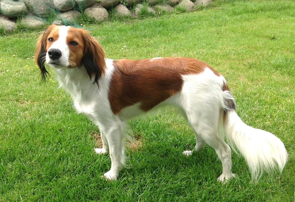Kooikerhondje Maggie - Er jeg ikke smuk!! billede 7