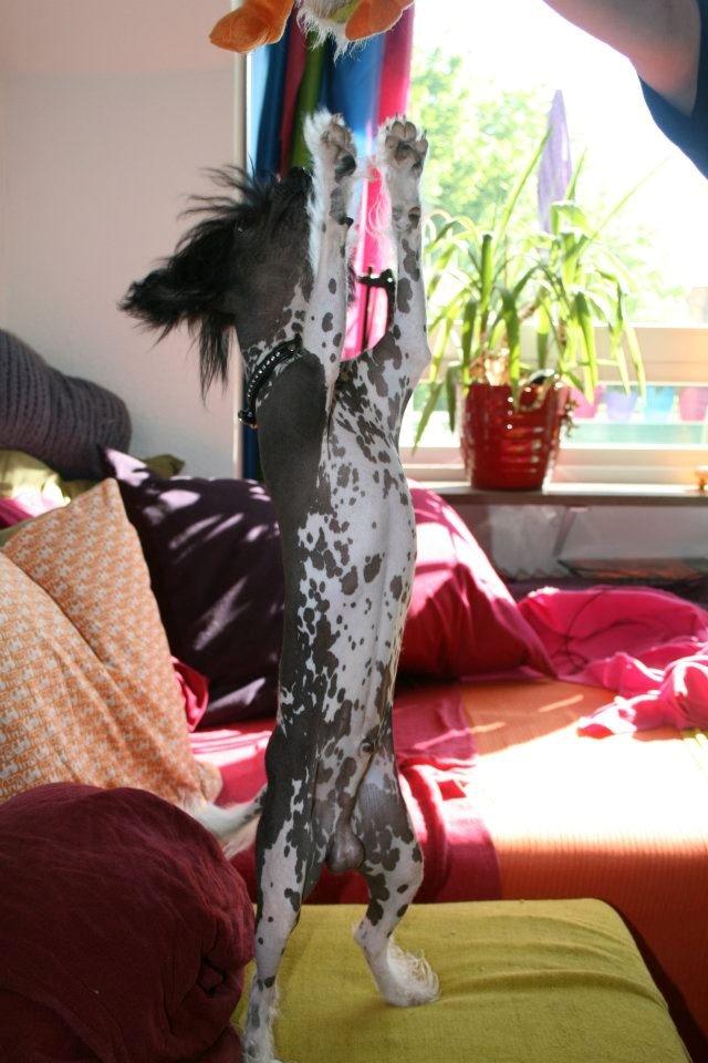 Chinese crested hårløs Calle billede 41