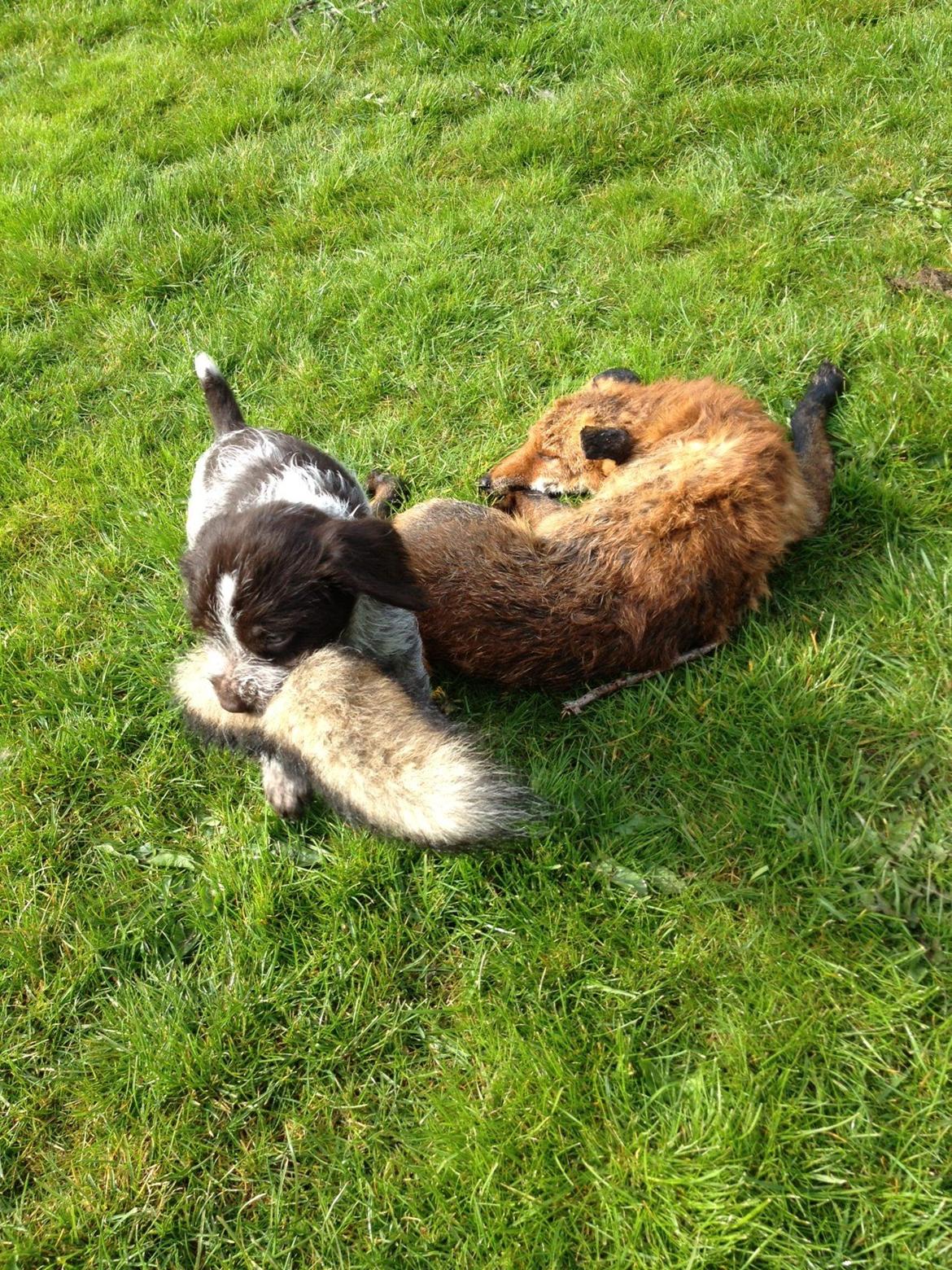 Ruhåret hønsehund Kærholt Vincent (Cody) - 6 uger og er allerede dygtig til ræveslæb he he :) billede 1