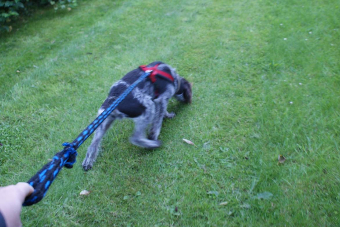 Ruhåret hønsehund Kærholt Vincent (Cody) - 18 uger, går spor. billede 12