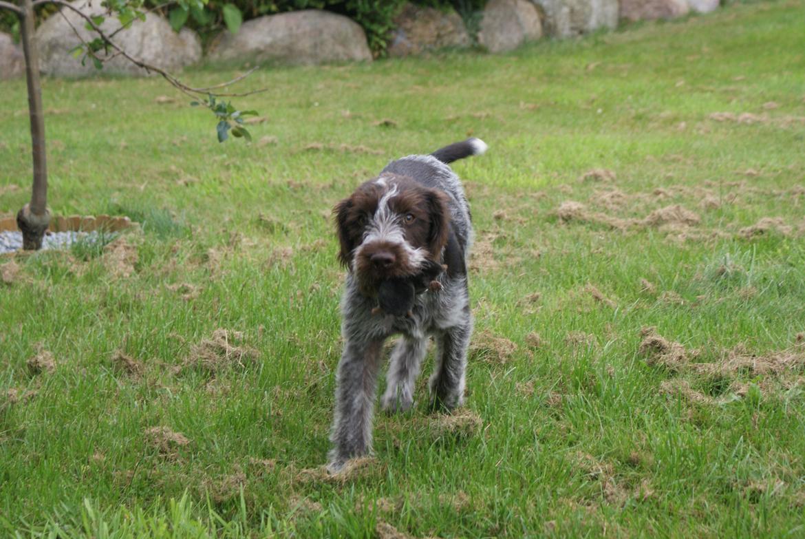 Ruhåret hønsehund Kærholt Vincent (Cody) - 18 uger. Så træner vi "Mulle-slæb" billede 13
