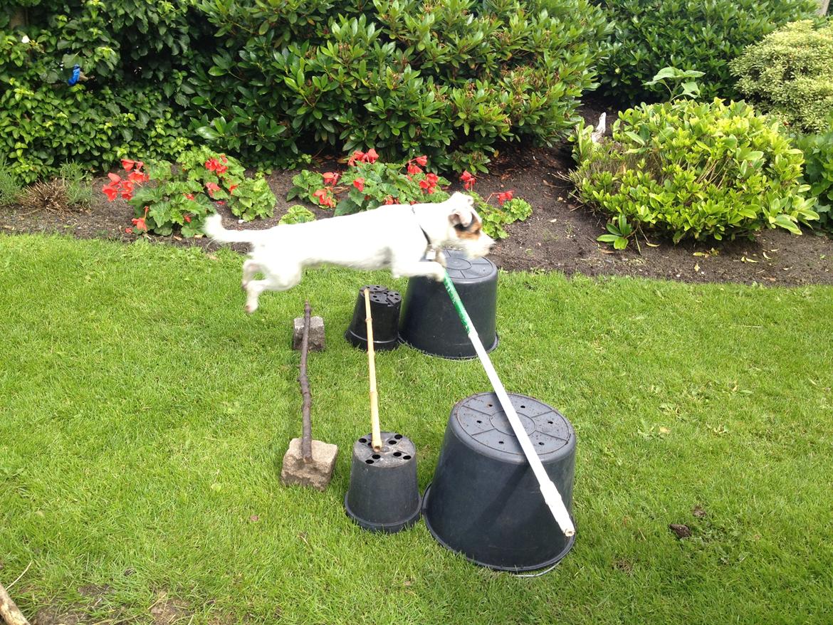 Jack russell terrier Vaks - Flyvende hund! billede 6