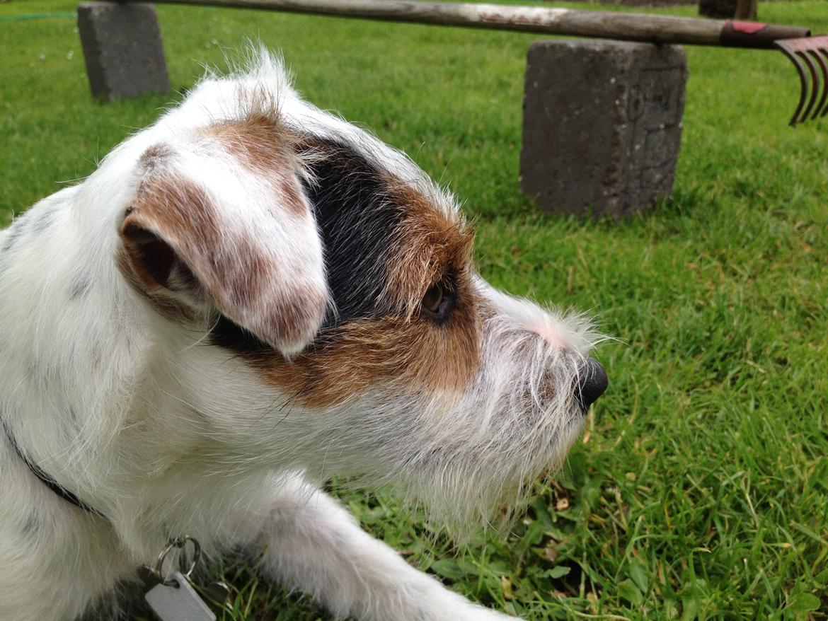 Jack russell terrier Vaks billede 7