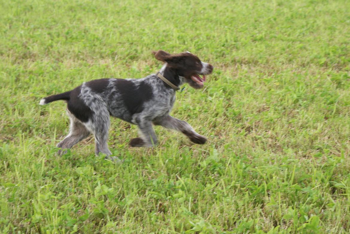 Ruhåret hønsehund Kærholt Vincent (Cody) - En ruhår i sit rette element. billede 14
