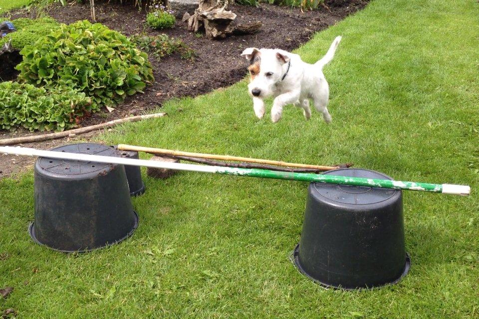 Jack russell terrier Vaks billede 8