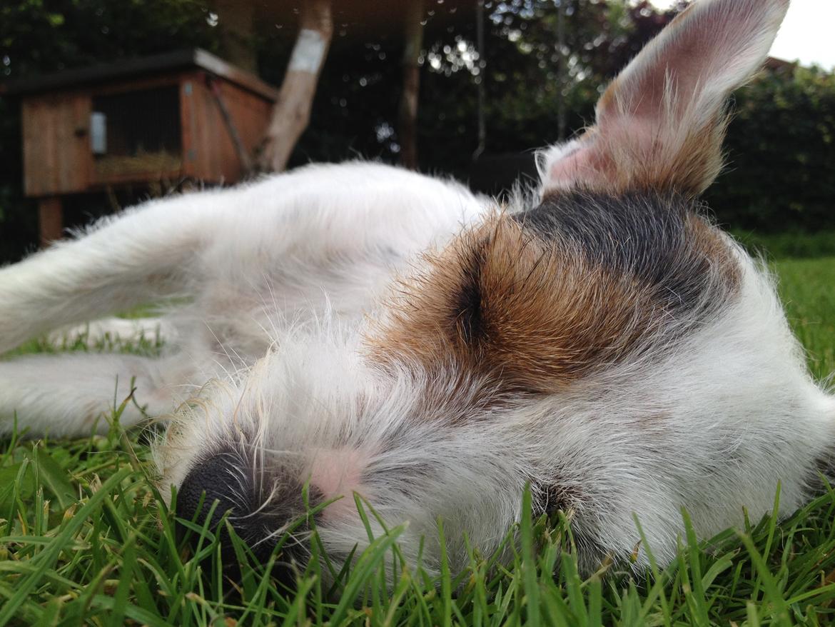 Jack russell terrier Vaks - En meget træt Vaks;-) billede 9