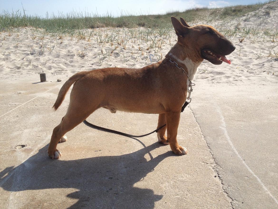 Bullterrier miniature Millenium Angelsk Faith No More aka Morris billede 2