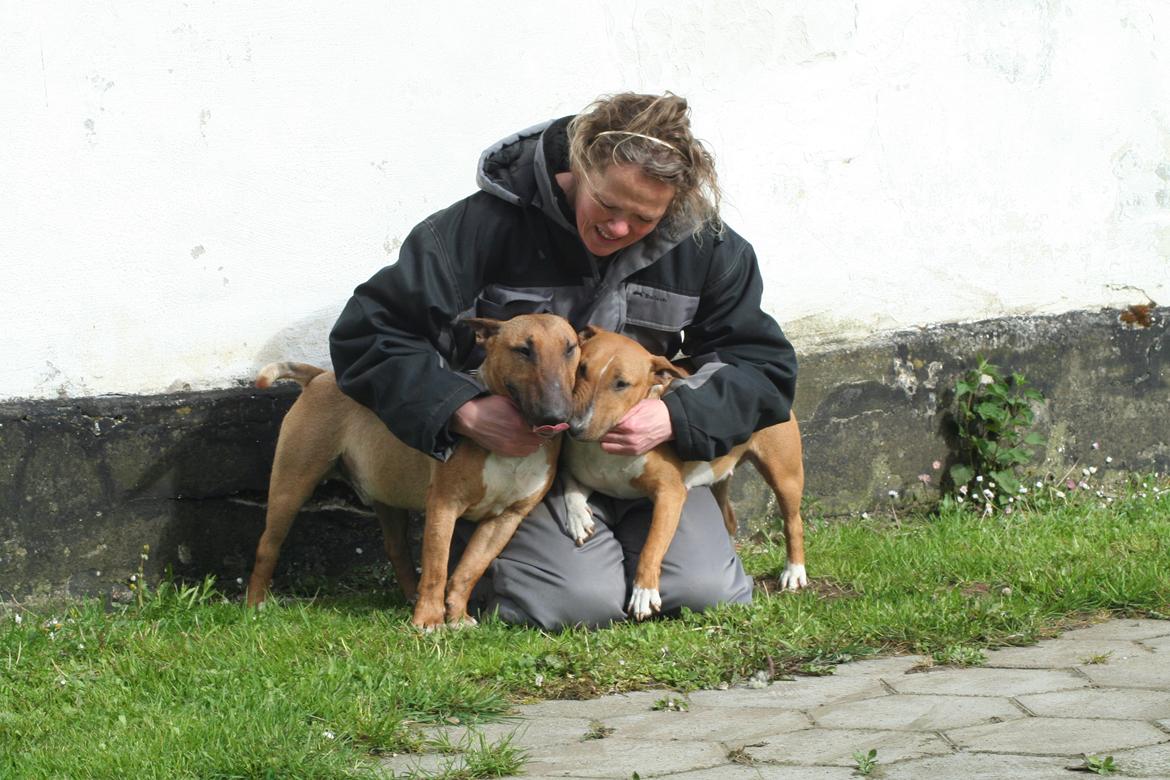 Bullterrier miniature Millenium Angelsk Faith No More aka Morris billede 3