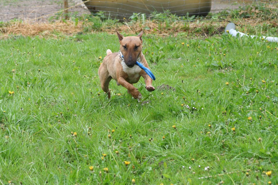 Bullterrier miniature Millenium Angelsk Faith No More aka Morris billede 4
