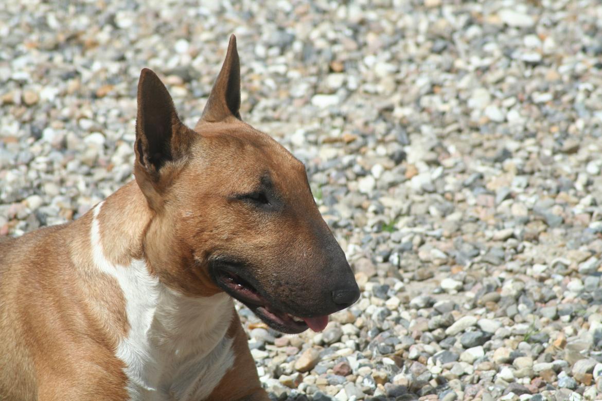 Bullterrier miniature Millenium Angelsk Faith No More aka Morris billede 5