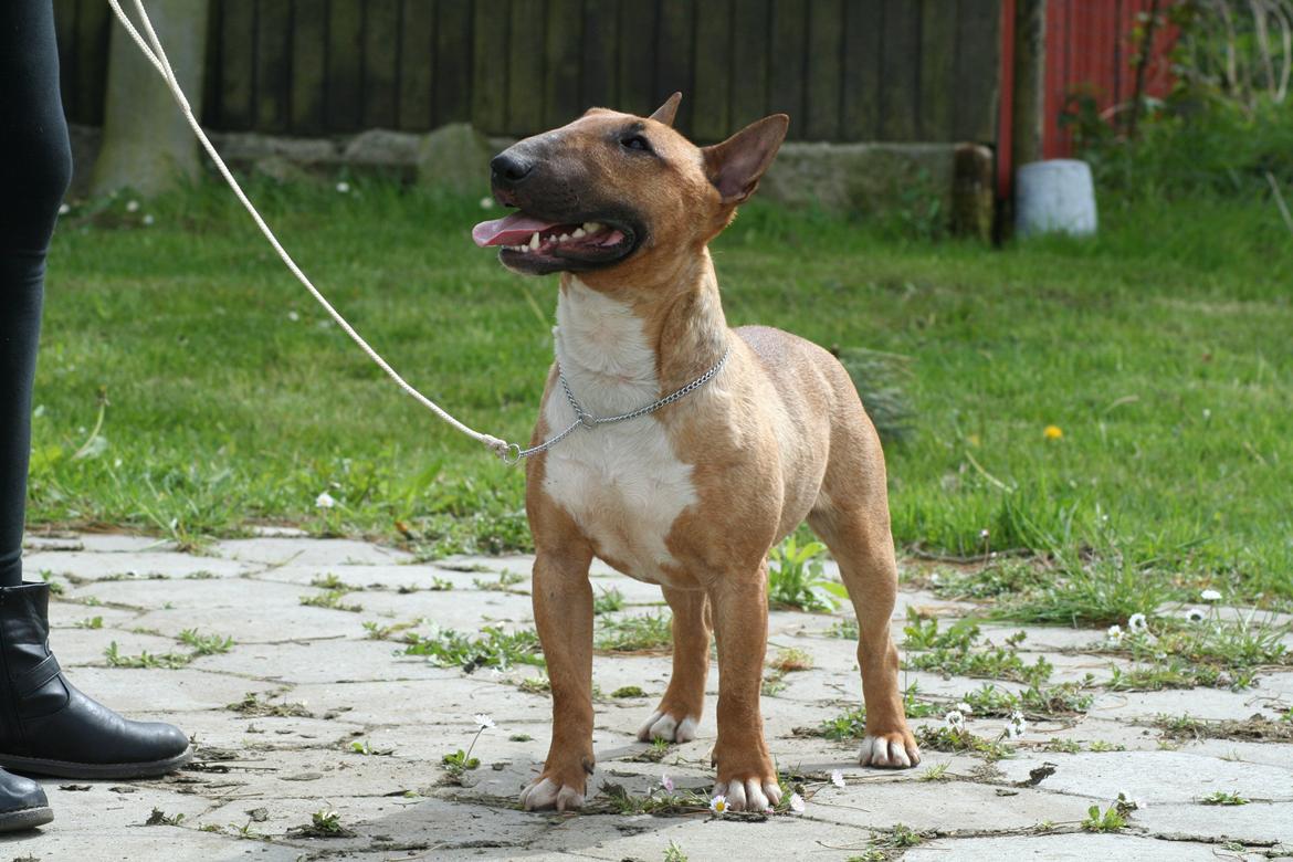 Bullterrier miniature Millenium Angelsk Faith No More aka Morris billede 6