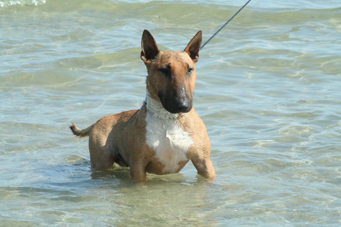 Bullterrier miniature Millenium Angelsk Faith No More aka Morris billede 7