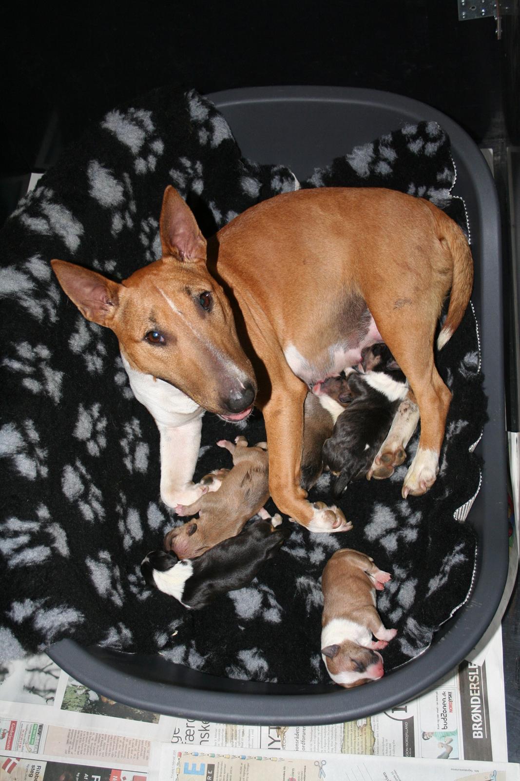 Bullterrier miniature Los Narizotas Miss Biquini aka Queenie billede 1