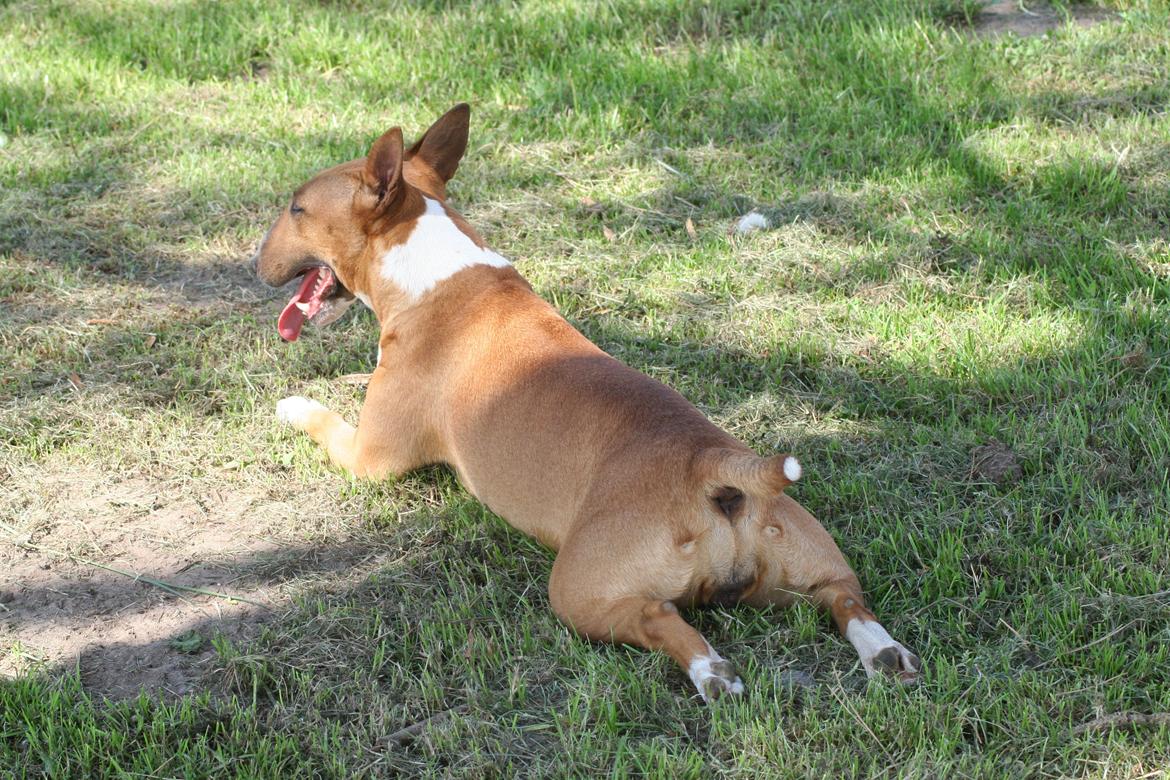 Bullterrier miniature Los Narizotas Miss Biquini aka Queenie billede 2