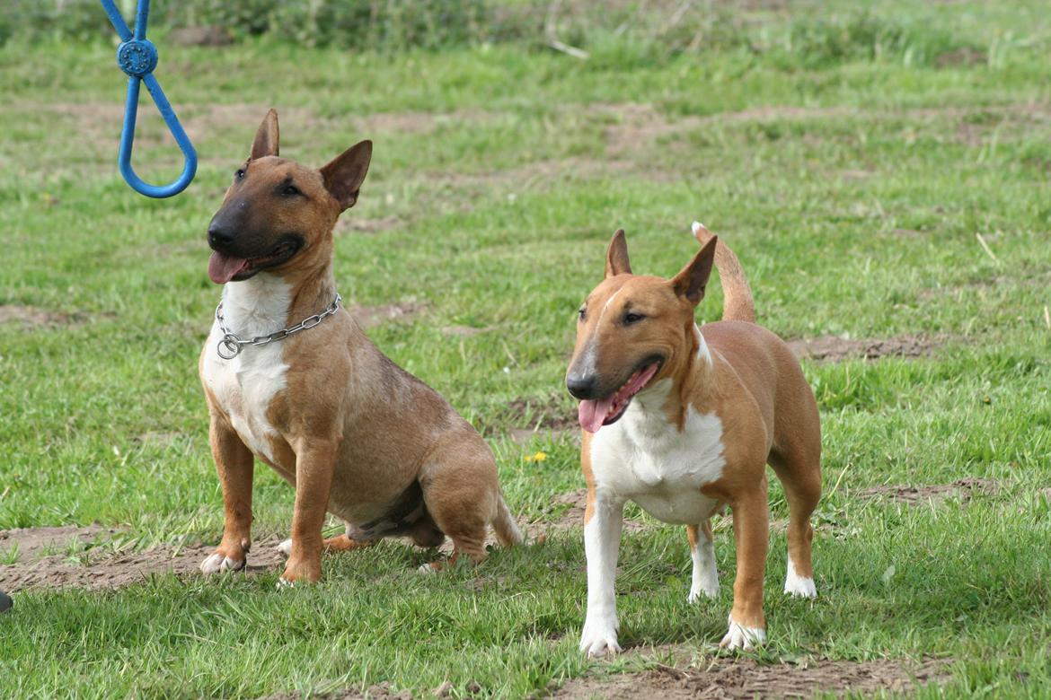 Bullterrier miniature Los Narizotas Miss Biquini aka Queenie billede 3