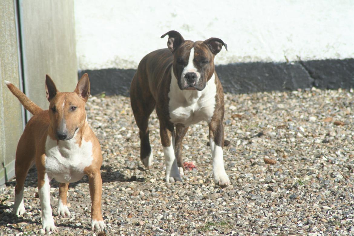 Bullterrier miniature Los Narizotas Miss Biquini aka Queenie billede 9