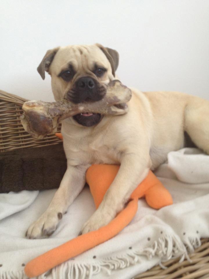 Blanding af racer Kovo billede 11