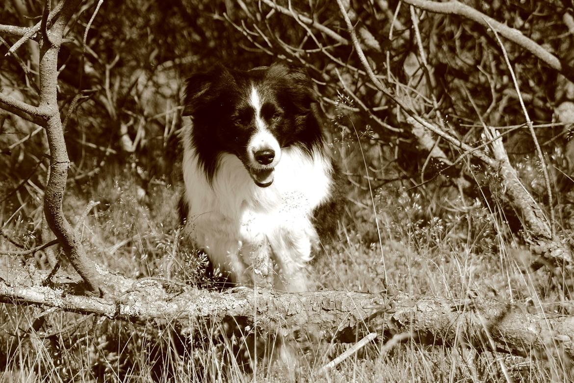 Border collie Matti - Vi springer videre... Tak for denne gang! billede 20