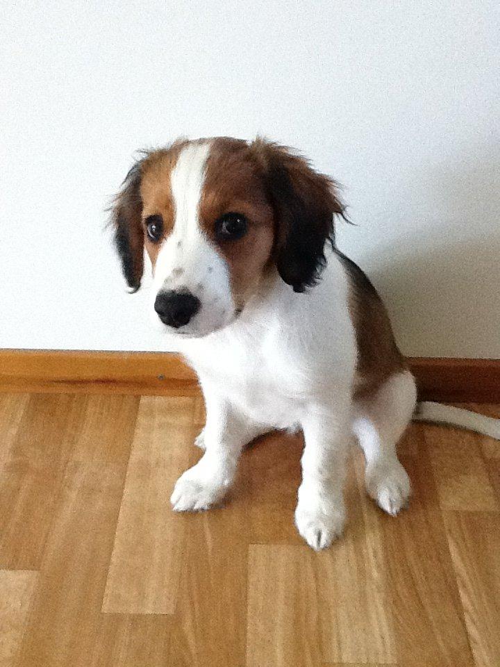 Kooikerhondje Maggie - Selv som ganske lille bitte skulle jeg sidde som model
 billede 8