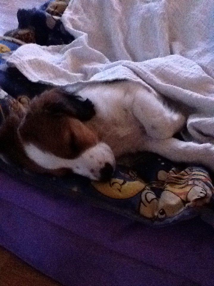 Kooikerhondje Maggie - Jeg elsker at sove på mine dejlige tæpper billede 11