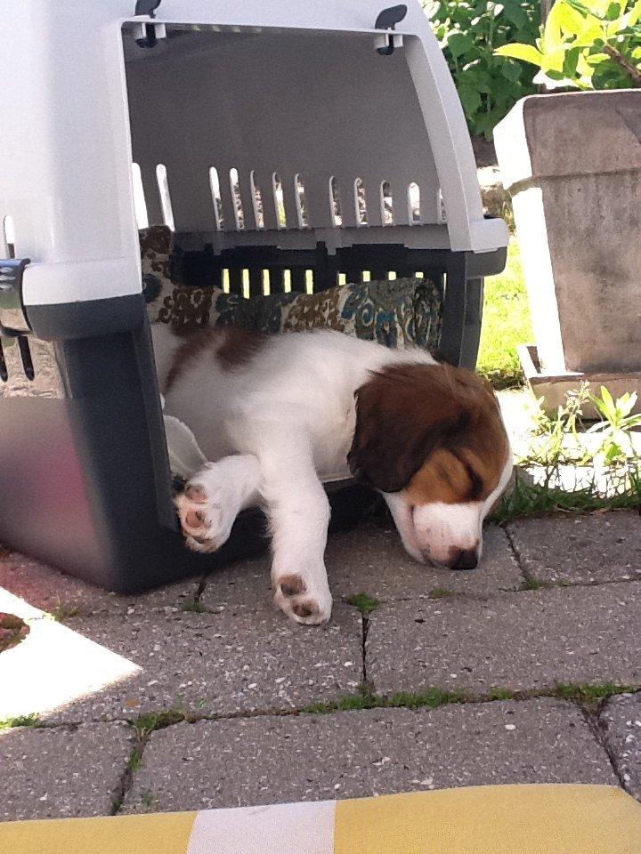 Kooikerhondje Maggie - Her er jeg 8. uger gammel er jeg ikke bare sød. billede 12