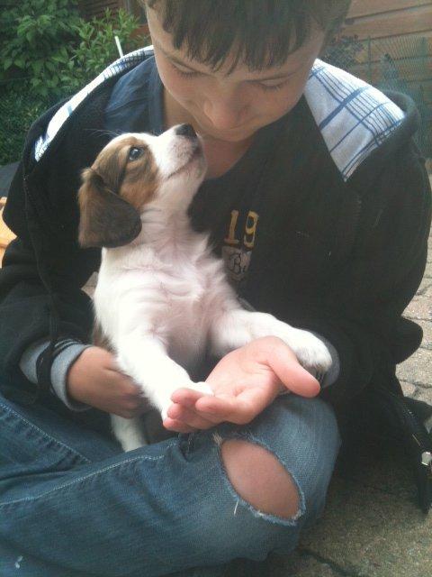 Kooikerhondje Maggie - Hende her skal da være vores hvalp!!!

 billede 2